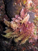 Asparagopsis taxiformis