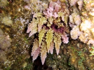 Asparagopsis taxiformis