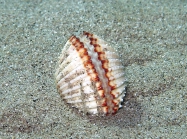 Acanthocardia tuberculata