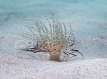 Hexacorallia
