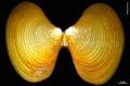 Bivalvia