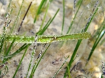 Syngnathiformes