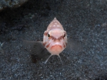 Perciformes