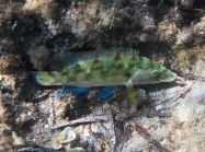 Symphodus tinca