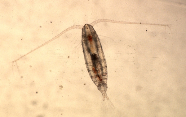 Calanus finmarchicus - female Calanus finmarchicus - female