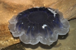 Cnidarians