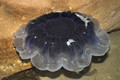 Scyphozoa (jelly fish)