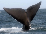 Mammals