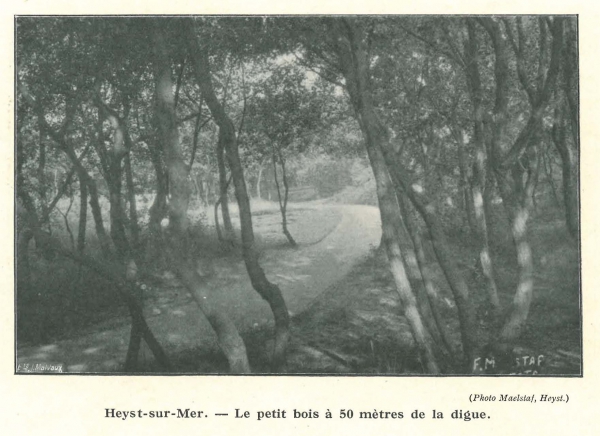 Vandeput (1932, pl. 208)