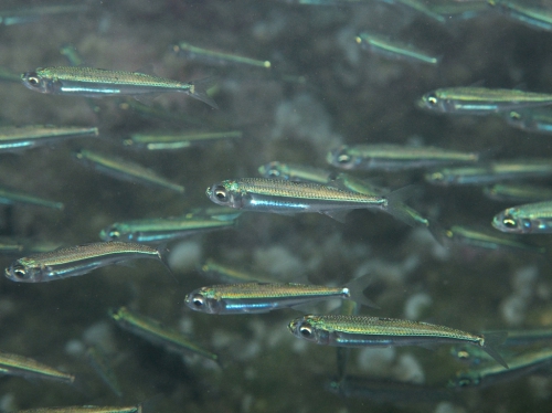 Atherina cf. boyeri Atherina cf. boyeri