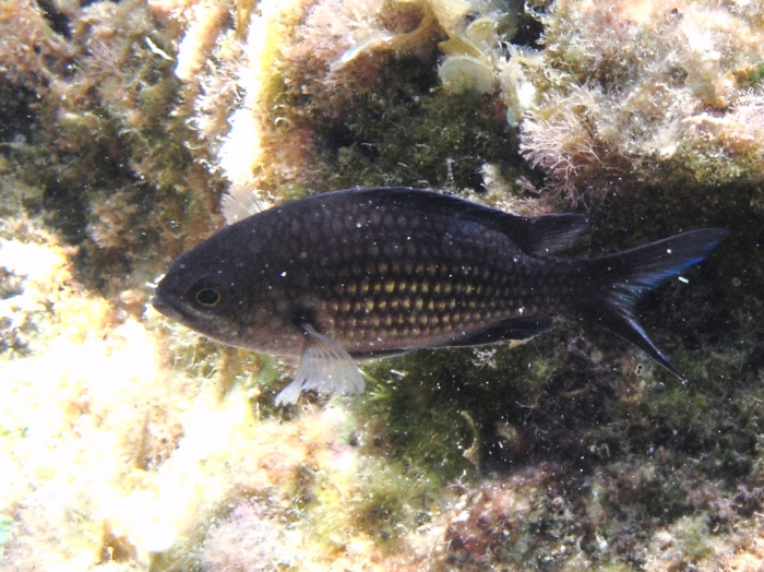 Chromis chromis