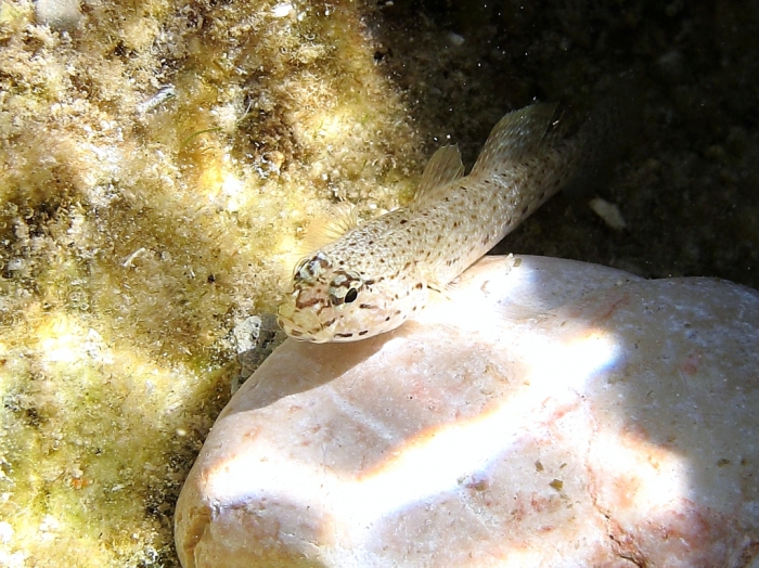 Gobius bucchichi