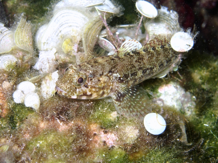 Gobius paganellus