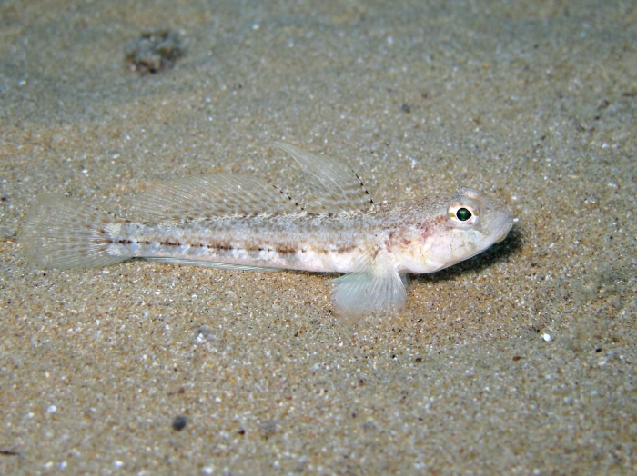 Gobius roulei (male)