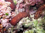 Echinodermata (Echinoderms)