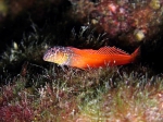 Microlipophrys nigriceps