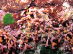 Cheilostomatida