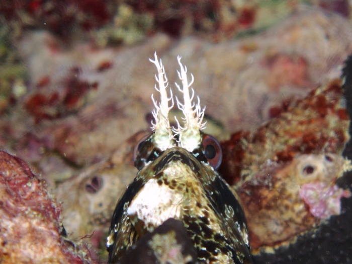 Parablennius gattorugine: detail supraorbital tentacles