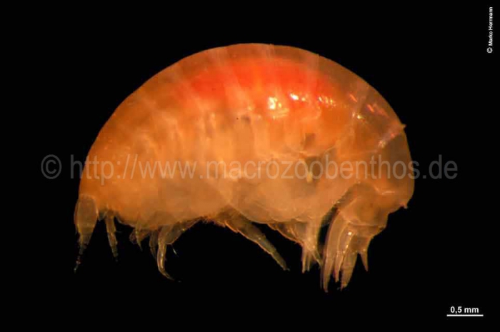 Centromedon pumilus Centromedon pumilus