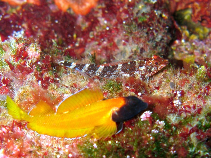 Tripterygion delaisi (male and female)