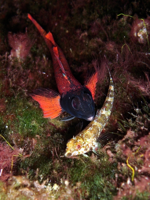 Tripterygion tripteronotum (male and female)