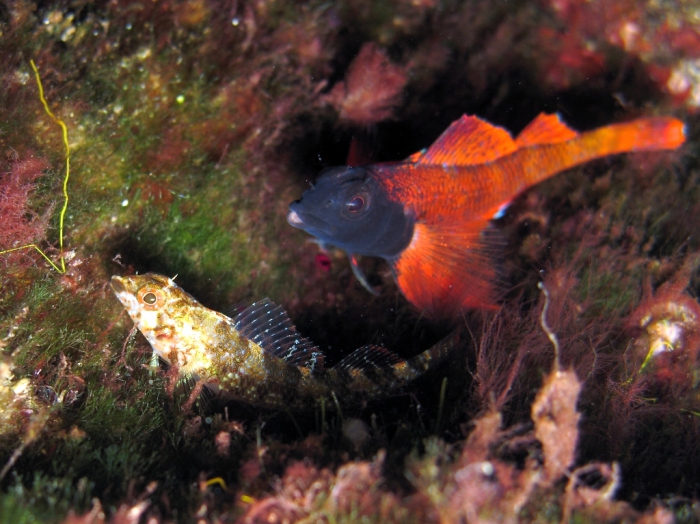 Tripterygion tripteronotum (male and female)