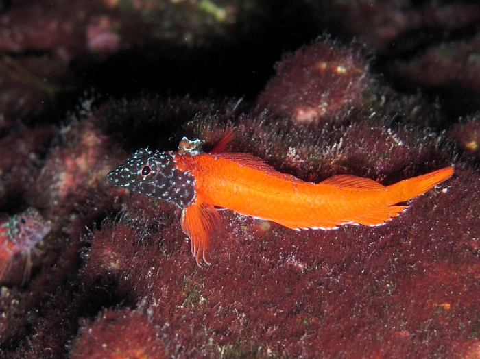 Tripterygion melanurus (male)