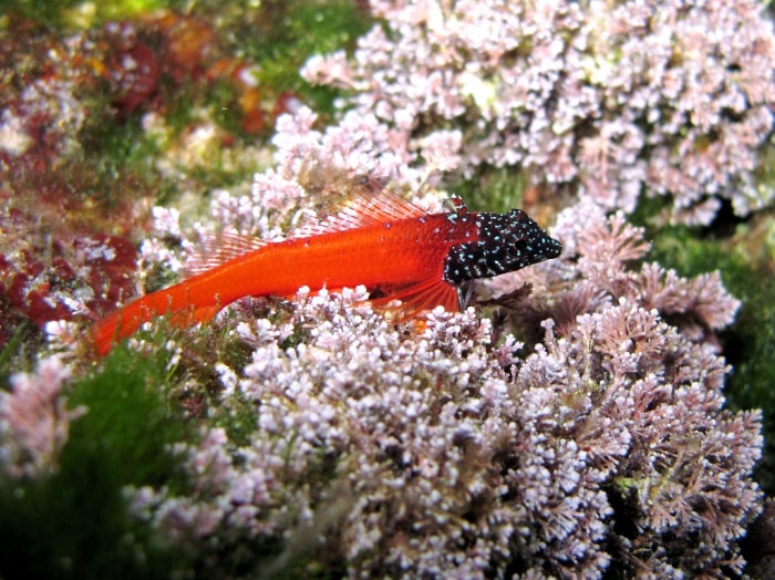 Tripterygion melanurus (male)