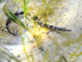 Syngnathiformes