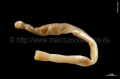 Caudofoveata