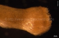 Caudofoveata