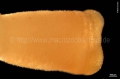 Caudofoveata