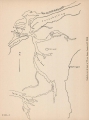 Denucé & Gernez (1936, Pl. 03.3)