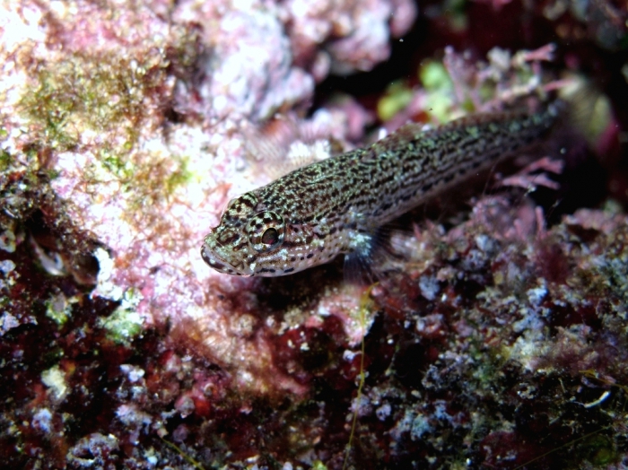 Gobius fallax