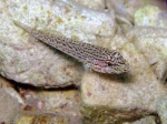 Gobius fallax