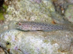 Gobius fallax