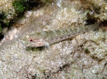 Gobius fallax