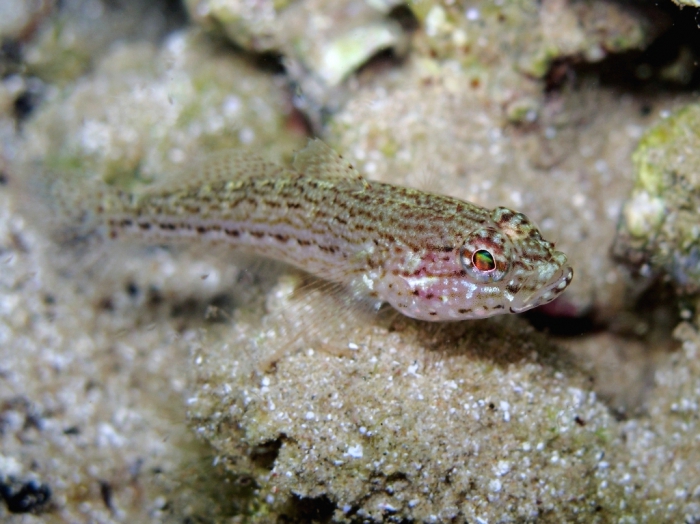 Gobius fallax