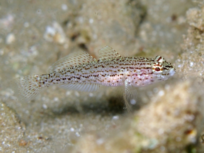 Gobius fallax