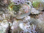 Gobius fallax