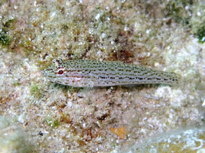 Gobius fallax