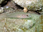 Gobius fallax