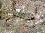 Gobius fallax