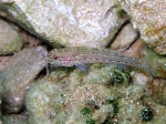 Gobius fallax