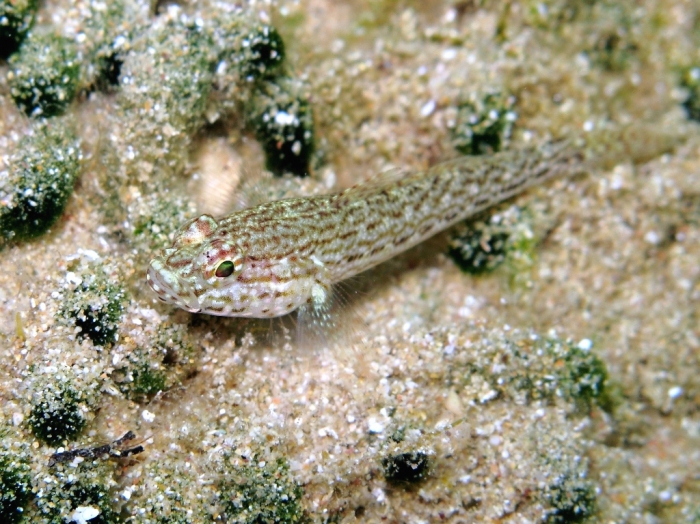 Gobius fallax