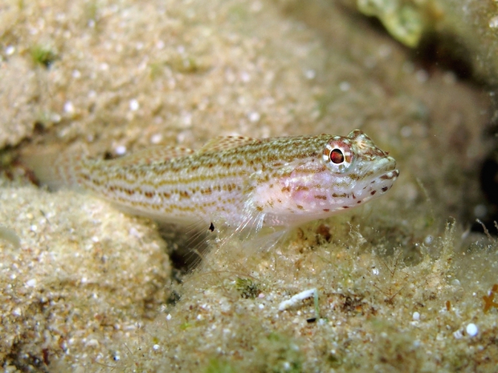 Gobius fallax