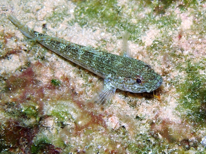 Gobius fallax