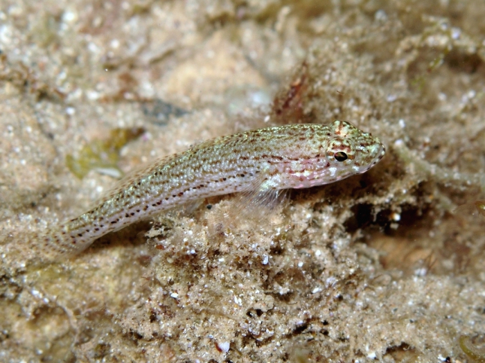 Gobius fallax