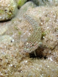 Gobius fallax