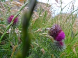 Knikkende distel
